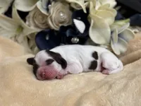 Male, a male Cocker Spaniel for sale in Zanesville, OH – Photo 3 of 7