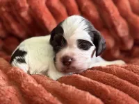 Male-PENDING, a male Cocker Spaniel for sale in Zanesville, OH – 3 of 8