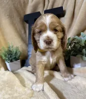 Female-yellow, a female Cocker Spaniel for sale in Zanesville, OH – 1 of 10