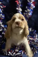 “Asher”, a male Cocker Spaniel for sale in Zanesville, OH – 3 of 8