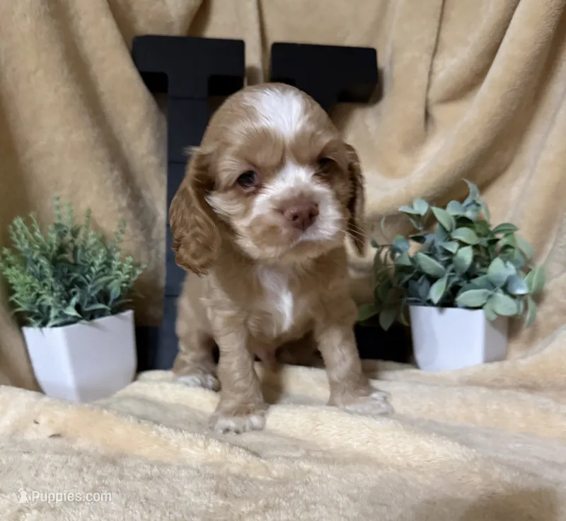 Male-gray collar – Cocker Spaniel puppy for sale in Zanesville, OH