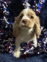 “Asher”, a male Cocker Spaniel for sale in Zanesville, OH – 4 of 8