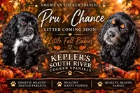 Upcoming litter, a  Cocker Spaniel for sale in Zanesville, OH – 2 of 2