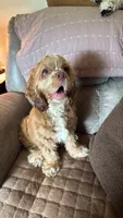 Stanley, a male Cocker Spaniel for sale in Zanesville, OH – 5 of 9