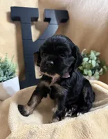 Female, a female Cocker Spaniel for sale in Zanesville, OH – 3 of 10
