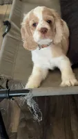 “Asher”, a male Cocker Spaniel for sale in Zanesville, OH – 7 of 8