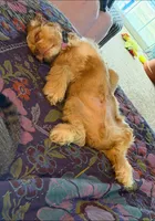 Stanley, a male Cocker Spaniel for sale in Zanesville, OH – 3 of 9