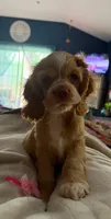 Stanley, a male Cocker Spaniel for sale in Zanesville, OH – 2 of 9
