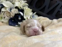Female-red collar, a male Cocker Spaniel for sale in Zanesville, OH – Photo 5 of 6