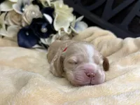Female-red collar, a male Cocker Spaniel for sale in Zanesville, OH – Photo 4 of 6