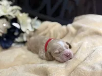 Female-red collar, a male Cocker Spaniel for sale in Zanesville, OH – Photo 2 of 6