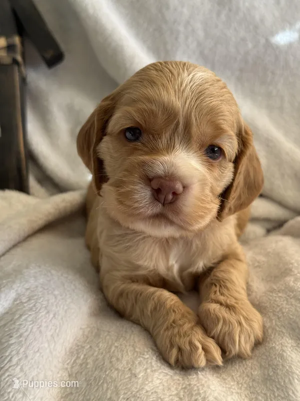 Female-red collar – Cocker Spaniel puppy for sale in Zanesville, OH