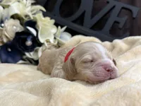 Female-red collar, a male Cocker Spaniel for sale in Zanesville, OH – Photo 6 of 6