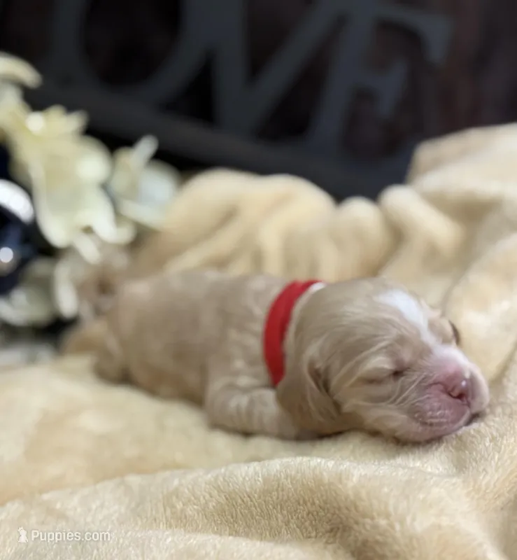 Female-red collar – Cocker Spaniel puppy for sale in Zanesville, OH