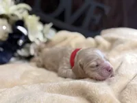 Female-red collar, a male Cocker Spaniel for sale in Zanesville, OH – Photo 3 of 6