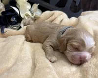 Male-gray collar, a male Cocker Spaniel for sale in Zanesville, OH – Photo 2 of 4