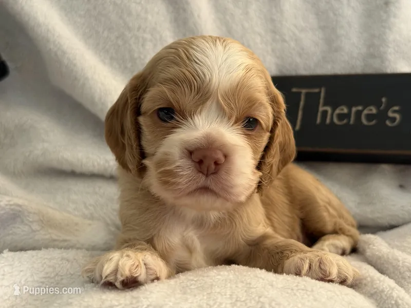 Male-gray collar – Cocker Spaniel puppy for sale in Zanesville, OH