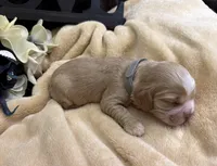 Male-gray collar, a male Cocker Spaniel for sale in Zanesville, OH – Photo 4 of 4