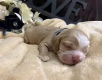 Male-gray collar, a male Cocker Spaniel for sale in Zanesville, OH – Photo 3 of 4