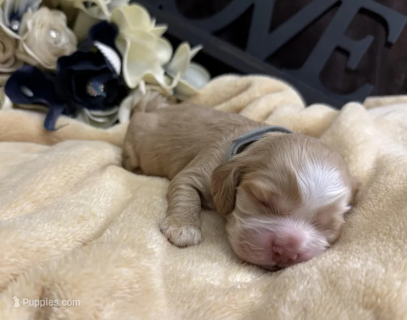Male-gray collar – Cocker Spaniel puppy for sale in Zanesville, OH