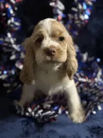 “Asher”, a male Cocker Spaniel for sale in Zanesville, OH – 6 of 8