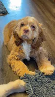 Stanley, a male Cocker Spaniel for sale in Zanesville, OH – 4 of 9