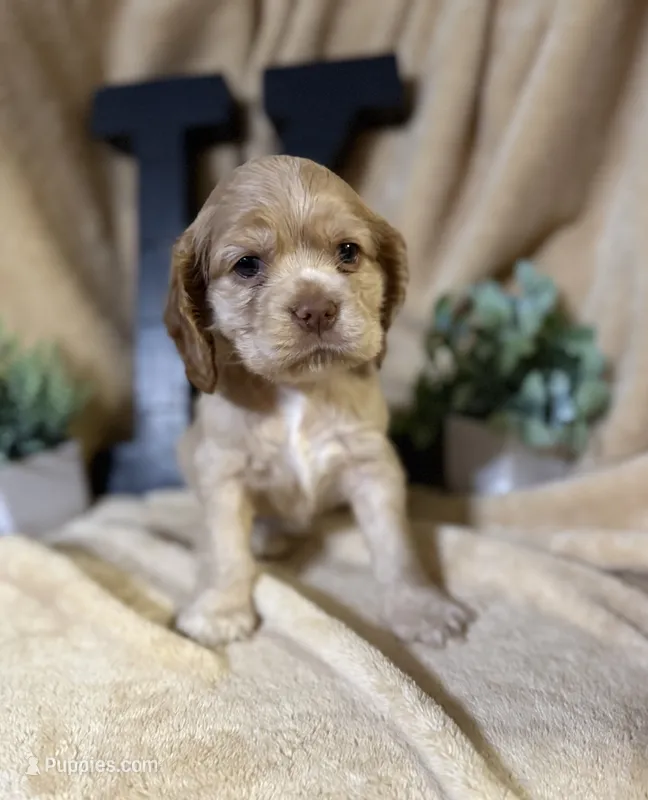 Female-Orange collar – Cocker Spaniel puppy for sale in Zanesville, OH