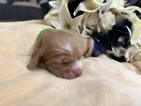 Male-green collar, a male Cocker Spaniel for sale in Zanesville, OH – Photo 5 of 7