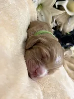 Male-green collar, a male Cocker Spaniel for sale in Zanesville, OH – Photo 2 of 7