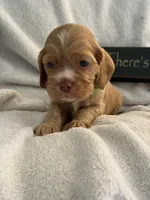 Male-green collar, a male Cocker Spaniel for sale in Zanesville, OH – 6 of 8