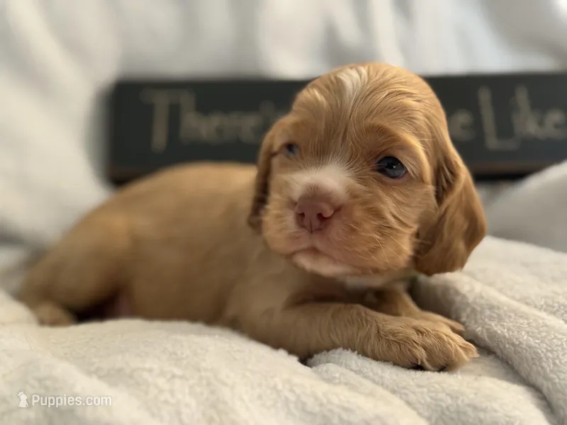 Male-green collar – Cocker Spaniel puppy for sale in Zanesville, OH