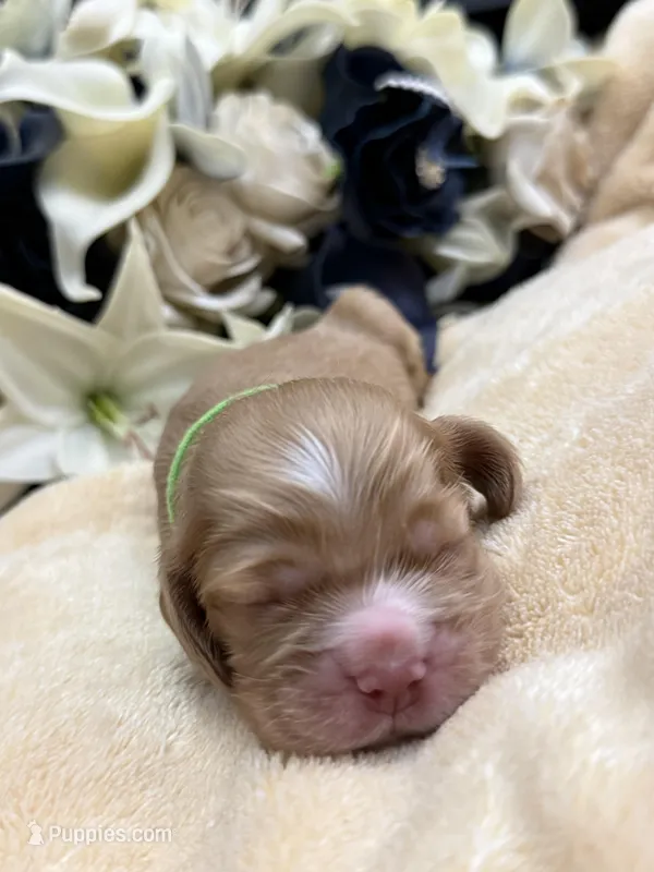 Male-green collar – Cocker Spaniel puppy for sale in Zanesville, OH
