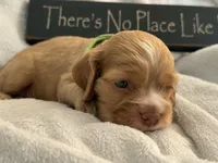 Male-green collar, a male Cocker Spaniel for sale in Zanesville, OH – 3 of 8