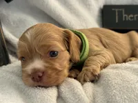 Male-green collar, a male Cocker Spaniel for sale in Zanesville, OH – 4 of 8