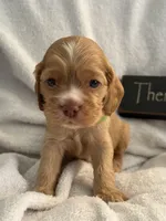 Male-green collar, a male Cocker Spaniel for sale in Zanesville, OH – 5 of 8