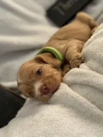 Male-green collar, a male Cocker Spaniel for sale in Zanesville, OH – 2 of 8