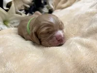 Male-green collar, a male Cocker Spaniel for sale in Zanesville, OH – Photo 4 of 7