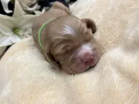 Male-green collar, a male Cocker Spaniel for sale in Zanesville, OH – Photo 3 of 7