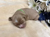 Male-green collar, a male Cocker Spaniel for sale in Zanesville, OH – Photo 7 of 7
