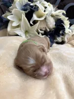 Male-green collar, a male Cocker Spaniel for sale in Zanesville, OH – Photo 6 of 7