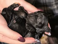 SusieQ, a female Cocker Spaniel for sale in Zanesville, OH – 1 of 3