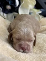 Male aka Tiny, a male Cocker Spaniel for sale in Zanesville, OH – Photo 2 of 5