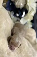 Male aka Tiny, a male Cocker Spaniel for sale in Zanesville, OH – Photo 3 of 5