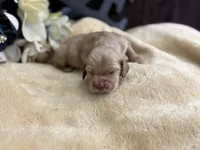 Male aka Tiny, a male Cocker Spaniel for sale in Zanesville, OH – Photo 5 of 5