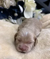 Male aka Tiny, a male Cocker Spaniel for sale in Zanesville, OH – Photo 4 of 5