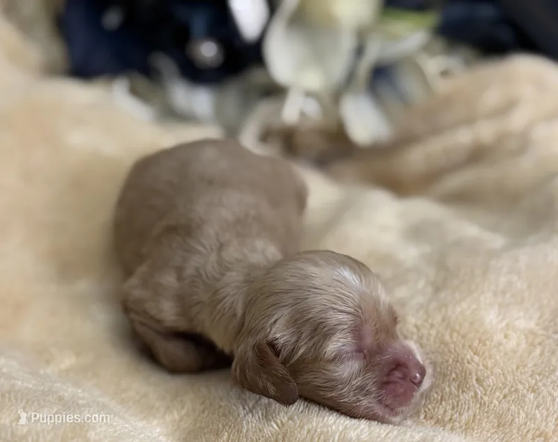 Male aka Tiny – Cocker Spaniel puppy for sale in Zanesville, OH