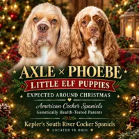 Upcoming litter, a  Cocker Spaniel for sale in Zanesville, OH – 1 of 2