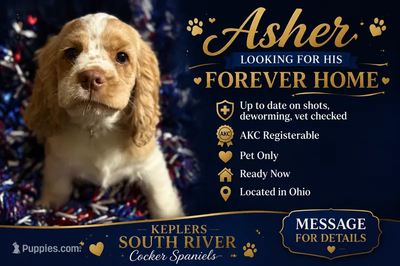 “Asher” – Cocker Spaniel puppy for sale in Zanesville, OH