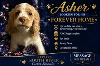 “Asher”, a male Cocker Spaniel for sale in Zanesville, OH – 1 of 8