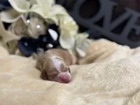 Male, a male Cocker Spaniel for sale in Zanesville, OH – Photo 5 of 7